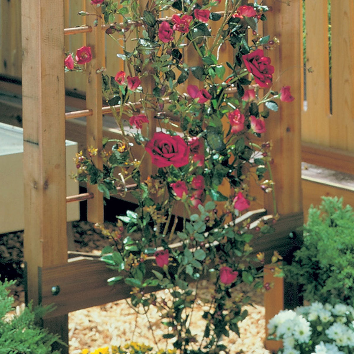 Woodsmith Rose-Covered Trellis Plan